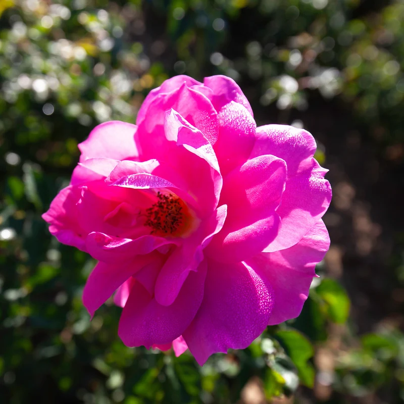 Rosa rugosa 'Félix Leclerc' – Rosier 'Félix Leclerc' (Série Artistes Canadiens)