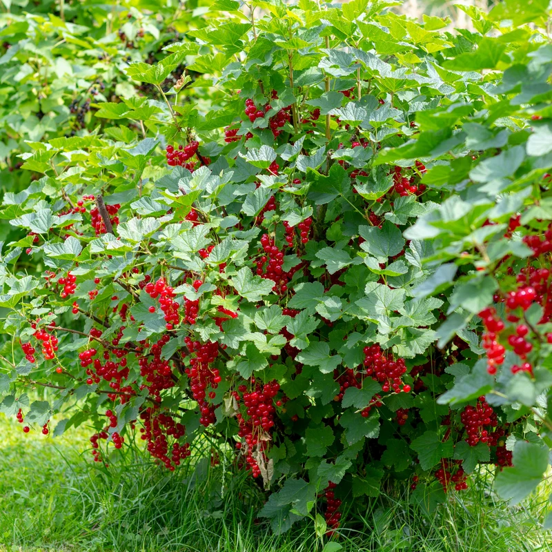 Gadelier 'Red Lake' – Ribes rubrum