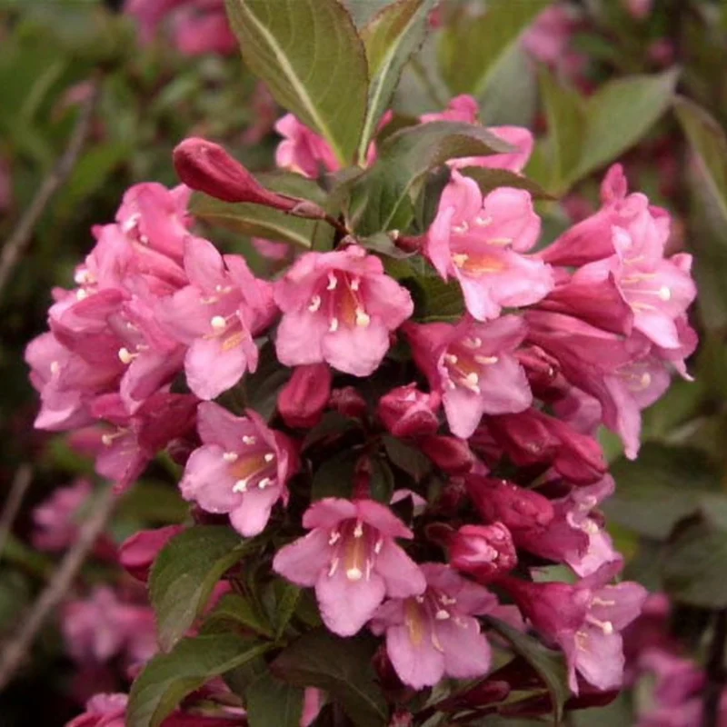 Weigela florida 'Minuet' – Weigela 'Minuet'