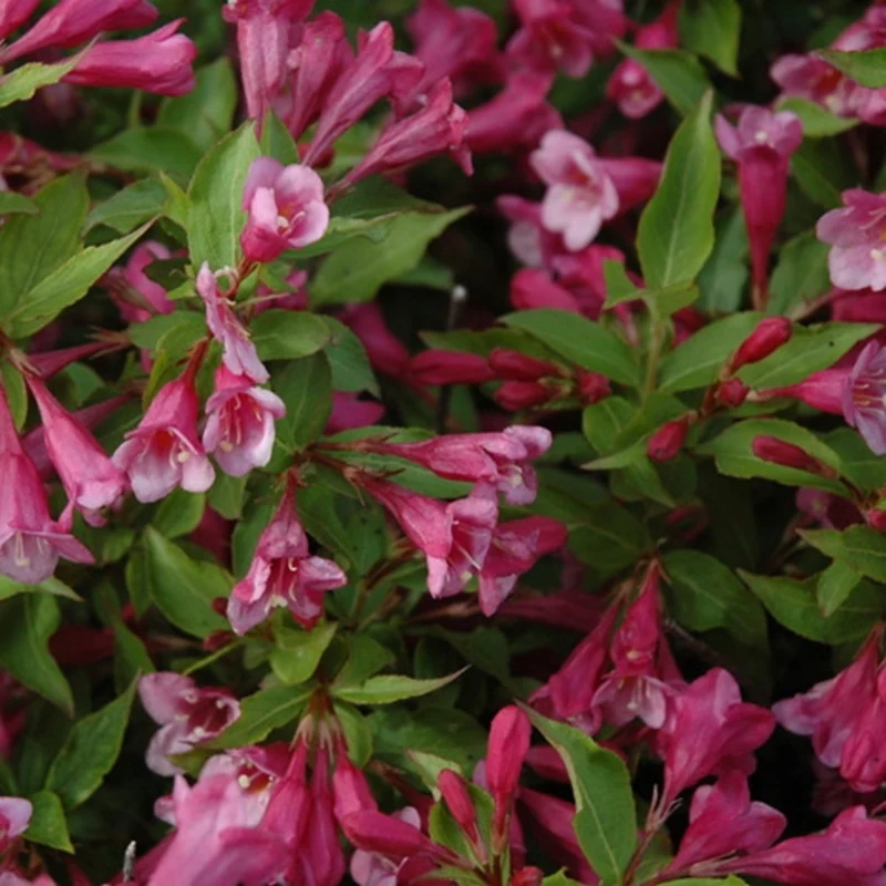 Weigela florida 'Minuet' – Weigela 'Minuet'