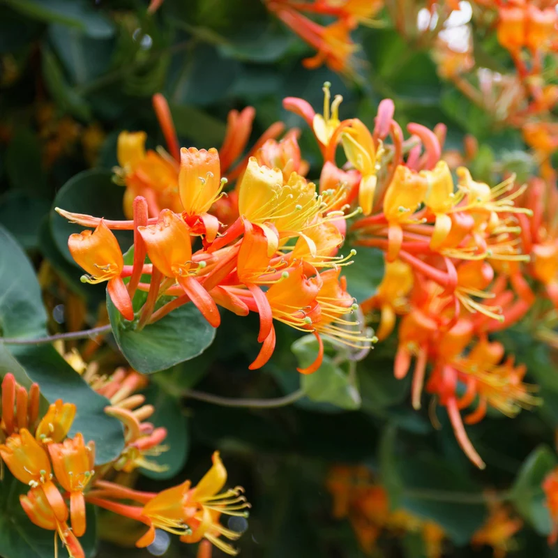 Lonicera x 'Mandarin' – Chèvrefeuille 'Mandarin'