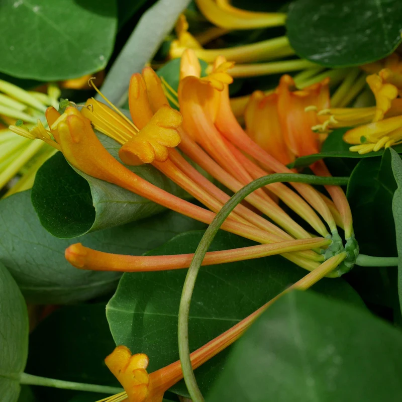 Lonicera x 'Mandarin' – Chèvrefeuille 'Mandarin'