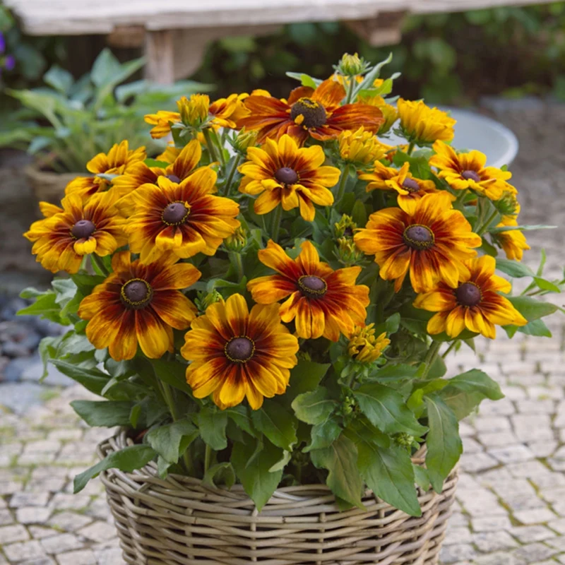 Rudbeckia hirta Sunbeckia® 'Luna' – Rudbeckia 'Luna'