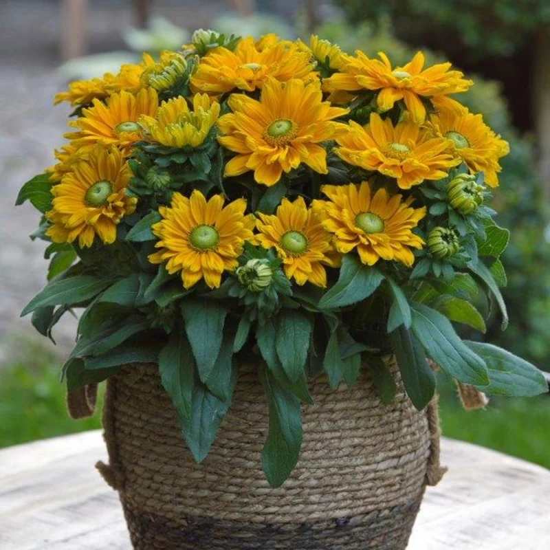 Rudbeckia hirta Sunbeckia® 'Emma' – Rudbeckia 'Emma'