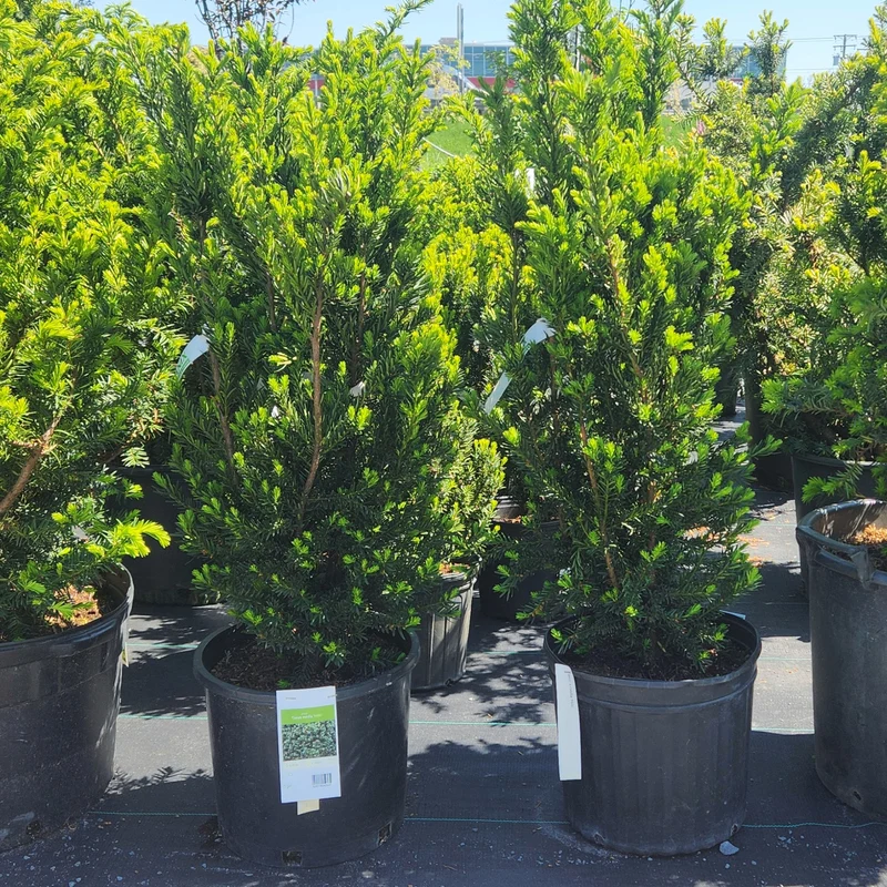 Taxus x media 'Hillii' – If 'Hillii'