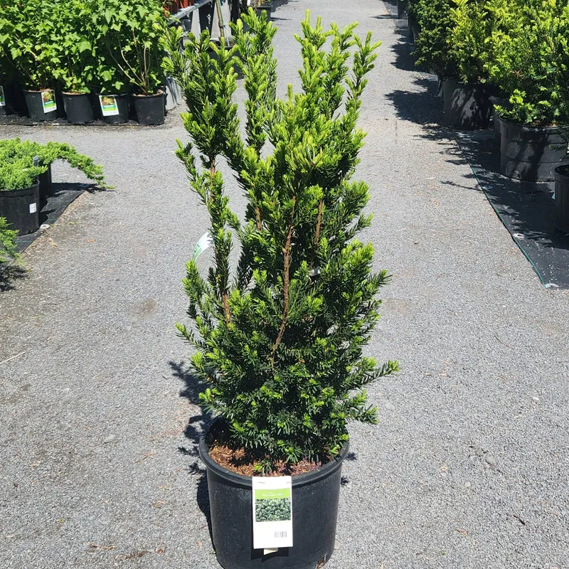 Taxus x media 'Hillii' – If 'Hillii'