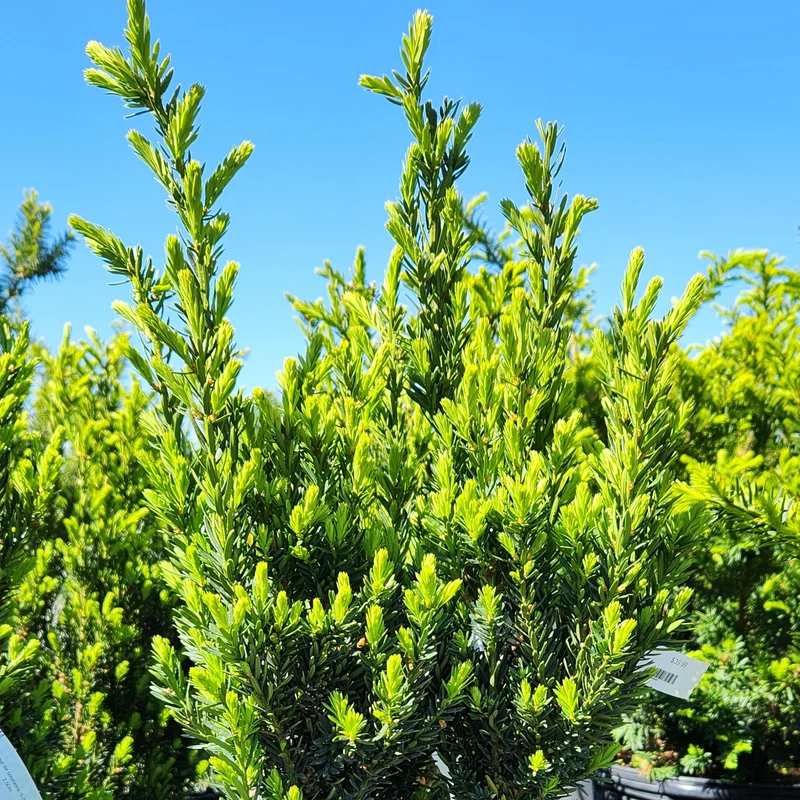 Taxus x media 'Hillii' – If 'Hillii'