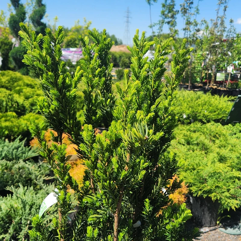 Taxus x media 'Hillii' – If 'Hillii'