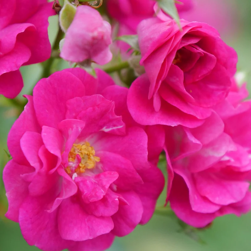 Rosa x Oso Easy Peasy® – Rosier Oso Easy Peasy®