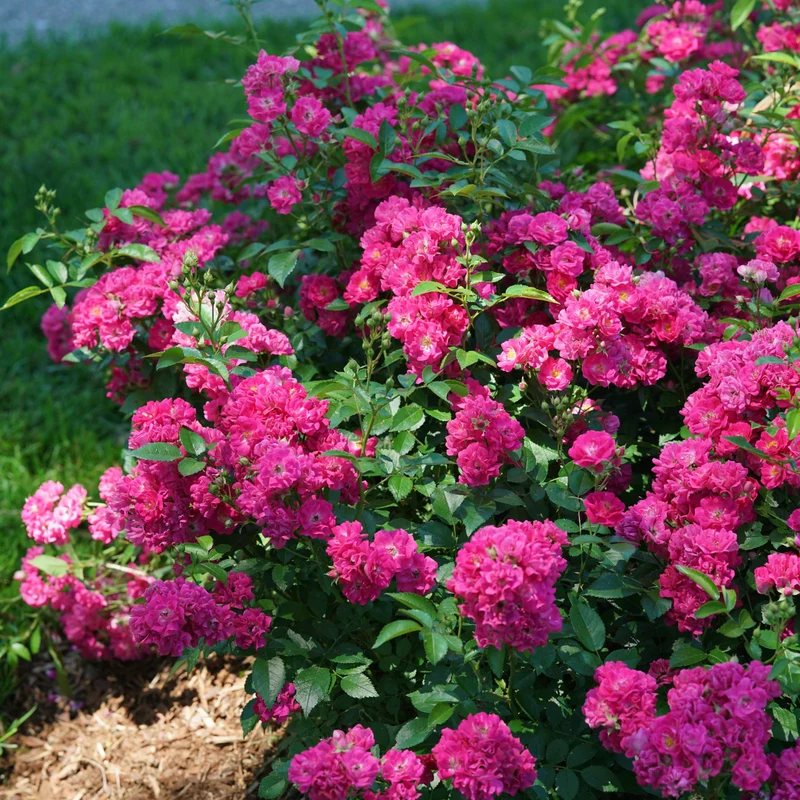 Rosa x Oso Easy Peasy® – Rosier Oso Easy Peasy®