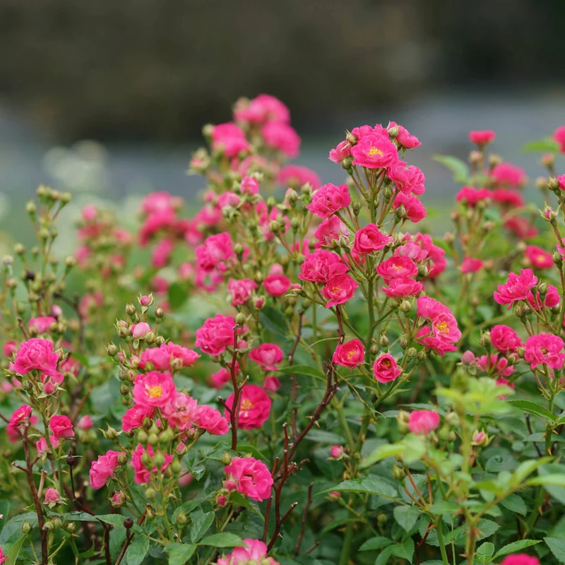 Rosa x Oso Easy Peasy® – Rosier Oso Easy Peasy®