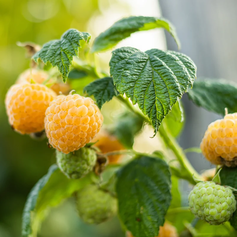 Framboisier 'Anne' – Rubus idaeus