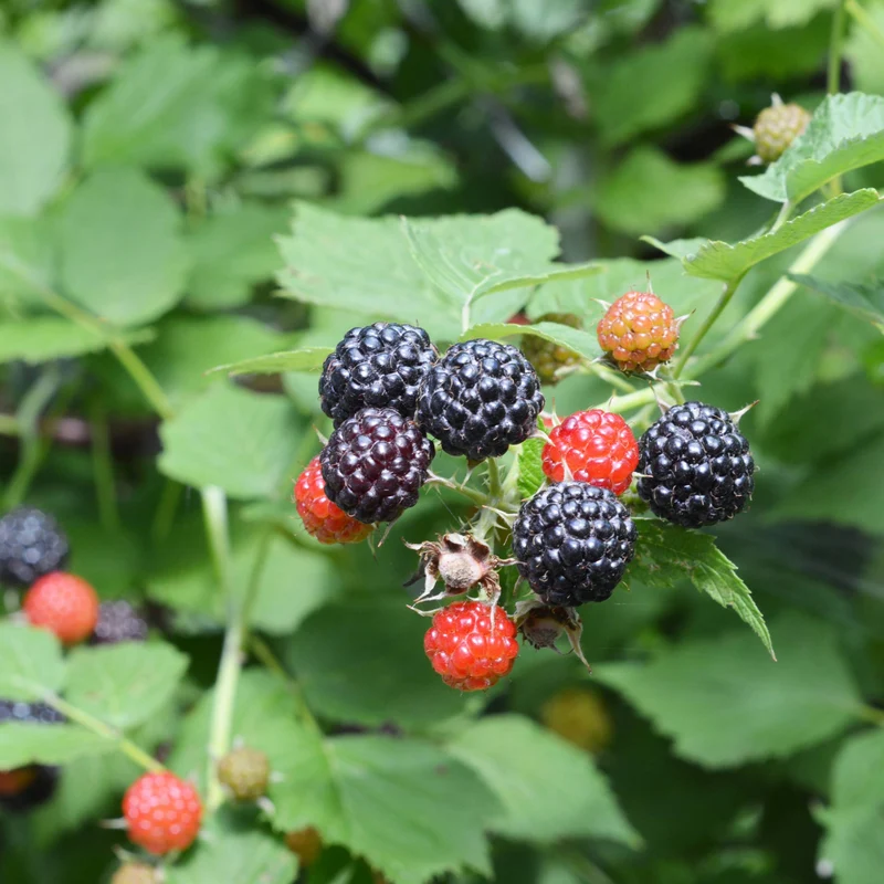 Framboisier 'Bleu Nuit' – Rubus occidentalis