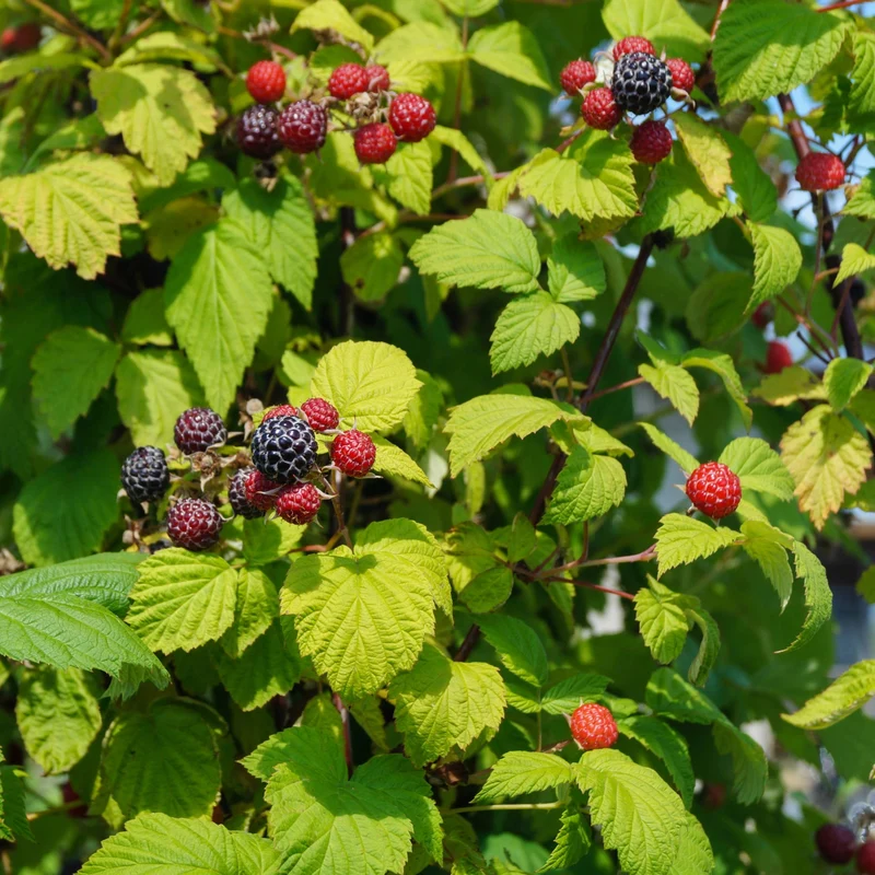 Framboisier 'Bleu Nuit' – Rubus occidentalis