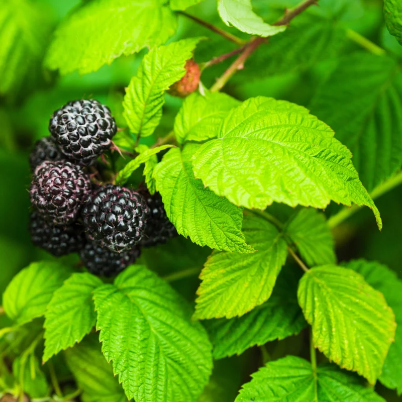 Framboisier 'Bleu Nuit' – Rubus occidentalis