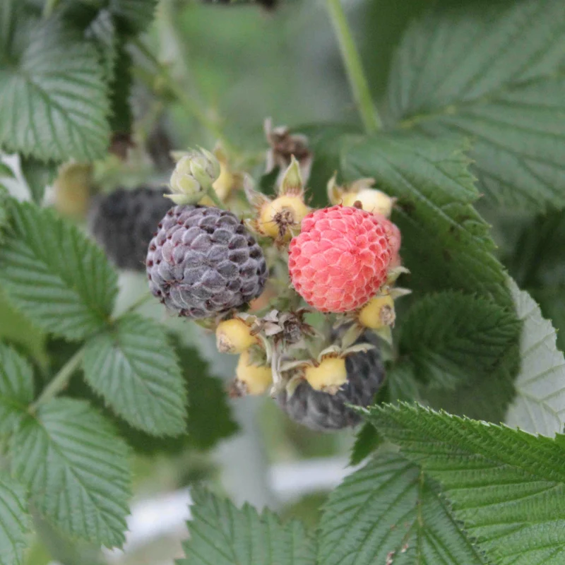 Framboisier 'Bleu Nuit' – Rubus occidentalis