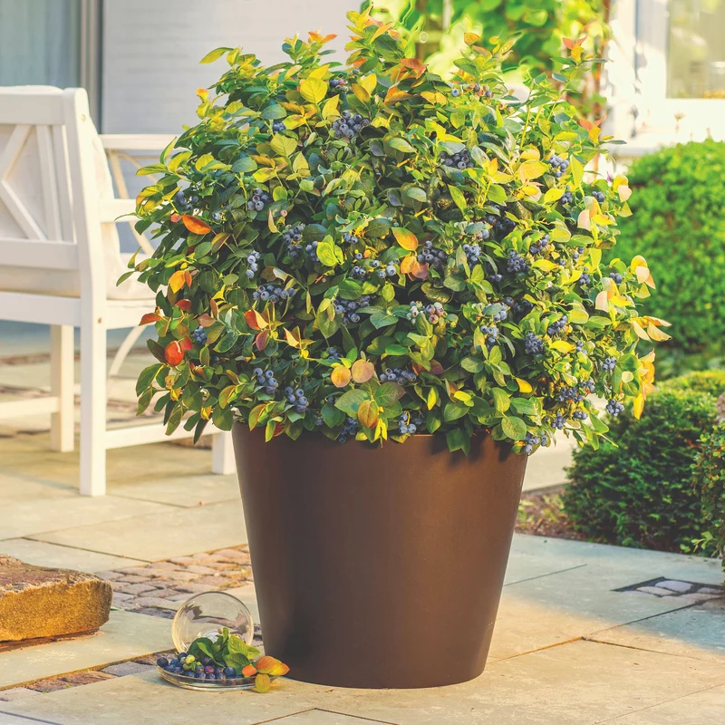 Bleuetier 'Peach Sorbet®' – Vaccinium corymbosum