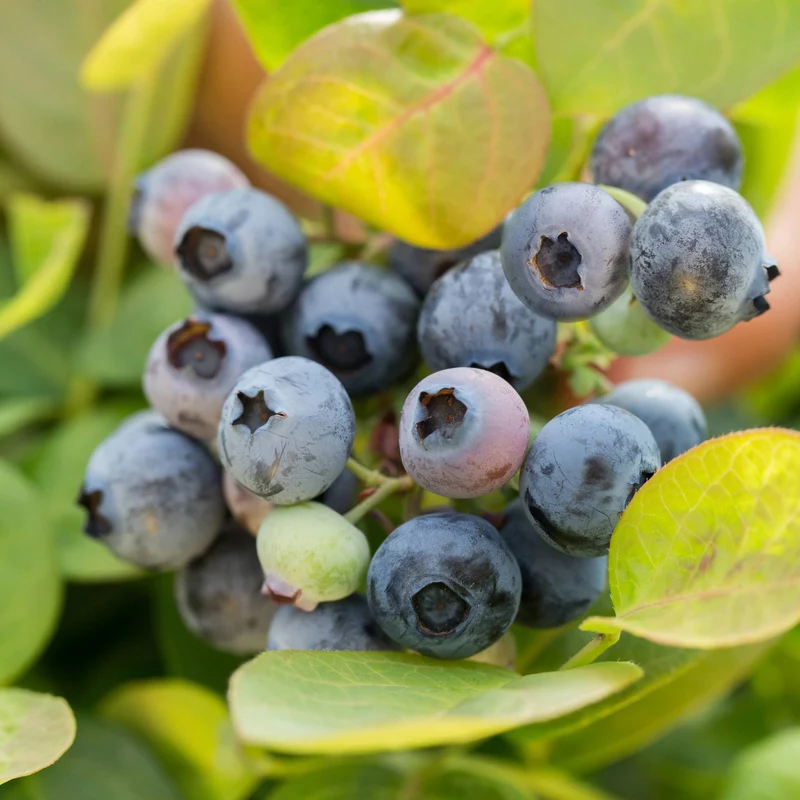Bleuetier 'Peach Sorbet®' – Vaccinium corymbosum