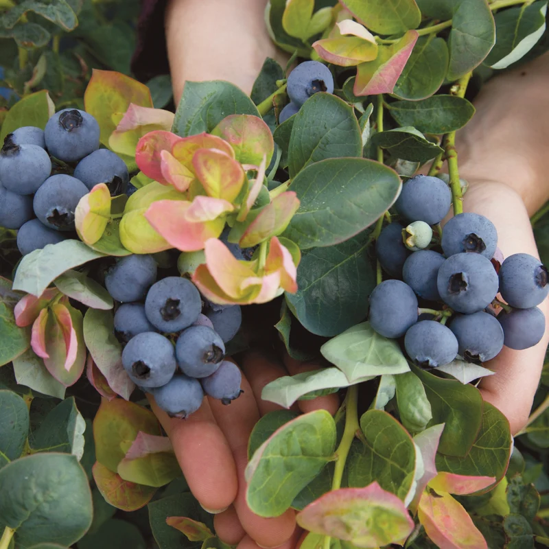 Bleuetier 'Peach Sorbet®' – Vaccinium corymbosum