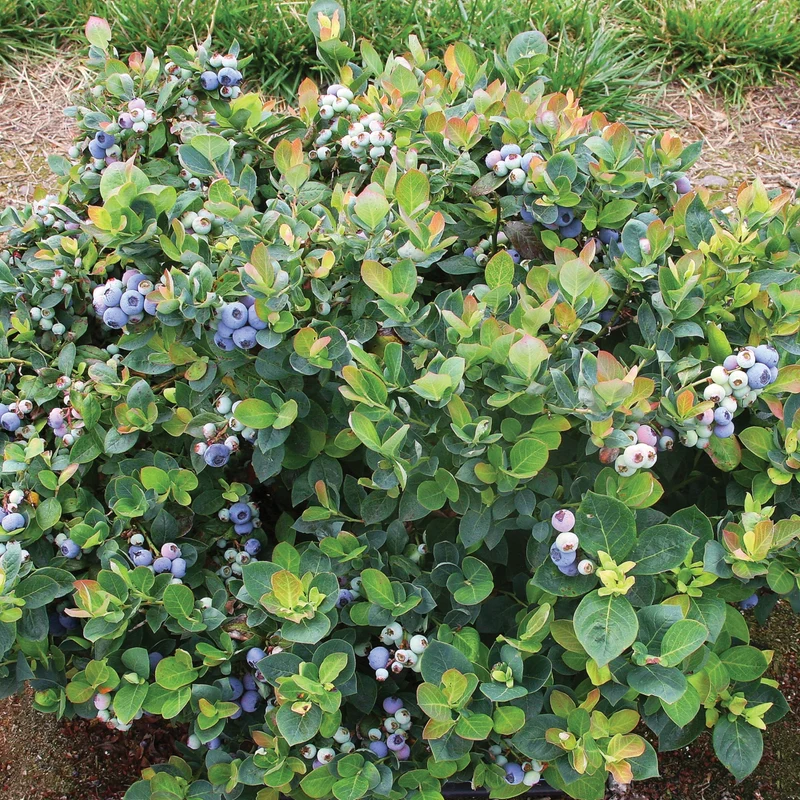 Bleuetier 'Peach Sorbet®' – Vaccinium corymbosum