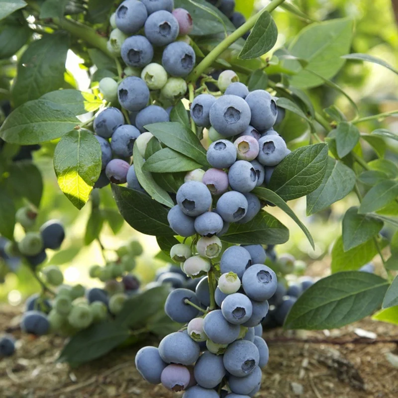Bleuetier 'Last Call®' – Vaccinium corymbosum