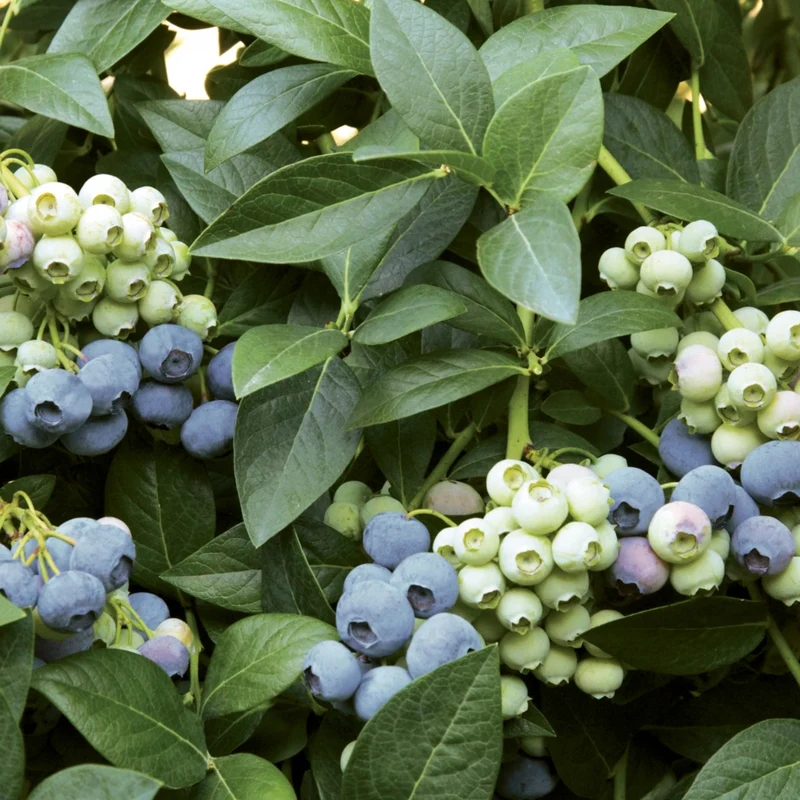 Bleuetier 'Last Call®' – Vaccinium corymbosum