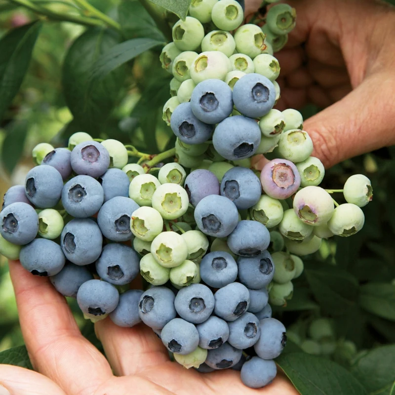 Bleuetier 'Last Call®' – Vaccinium corymbosum