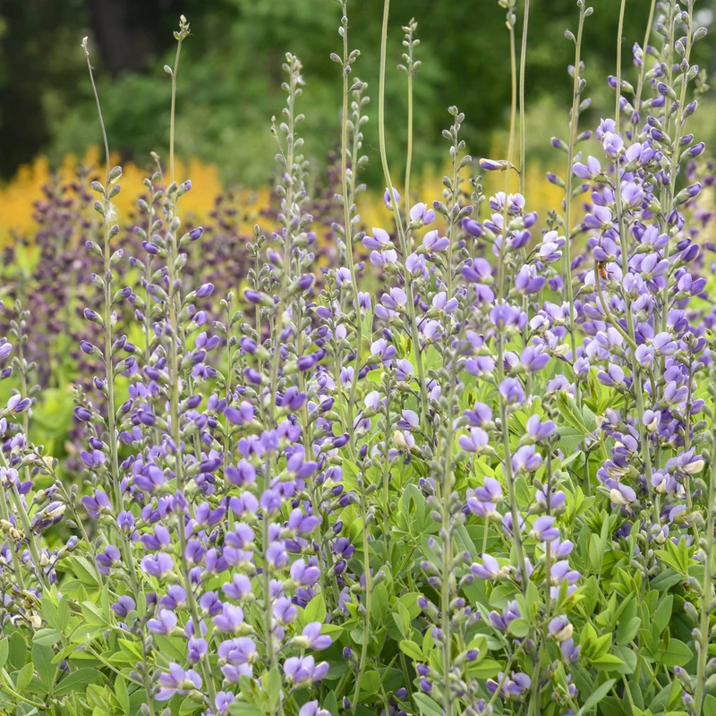 Baptisia Decadence® 'Blue Bubbly' – Lupin indigo DECADENCE® 'Blue Bubbly'