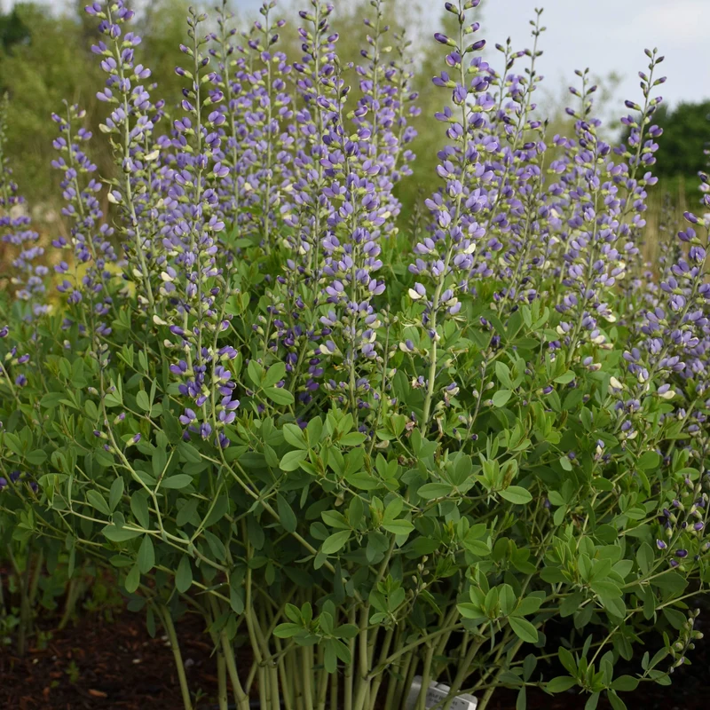 Baptisia Decadence® 'Blue Bubbly' – Lupin indigo DECADENCE® 'Blue Bubbly'