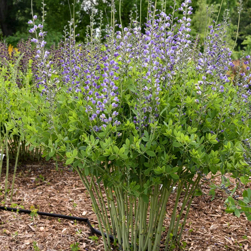 Baptisia Decadence® 'Blue Bubbly' – Lupin indigo DECADENCE® 'Blue Bubbly'