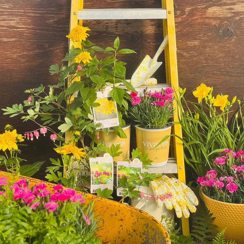 Collection L'Esprit Bohème du Jardin - Vivaces uniques pour votre aménagement