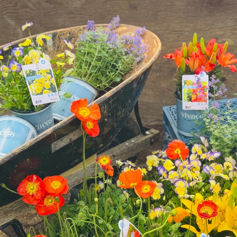 Collection Les Essentiels Botanix - Vivaces fiables pour votre jardin