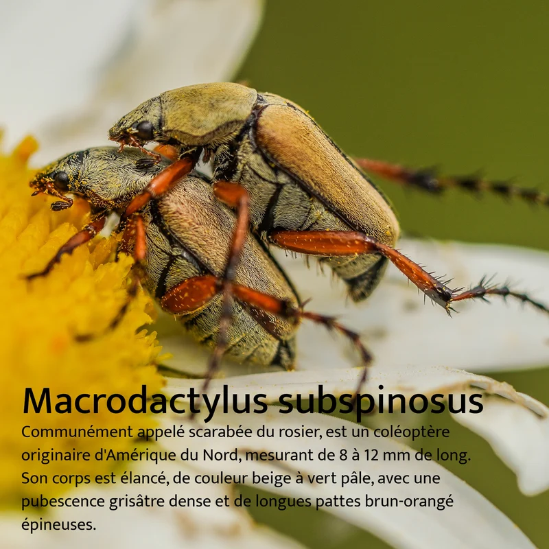 Piège scarabée du rosier - BioProtec
