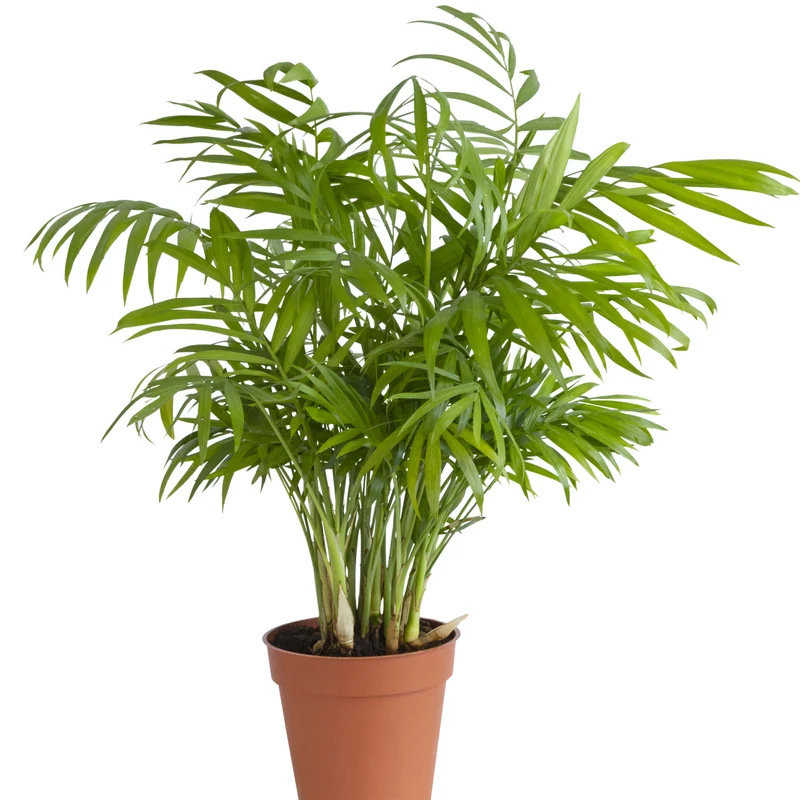 Chamaedorea cataractarum – Palmier 'Cat' (Palmier cascade)