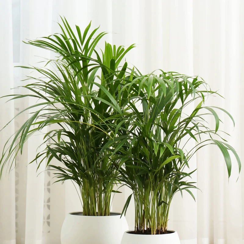 Chamaedorea cataractarum – Palmier 'Cat' (Palmier cascade)