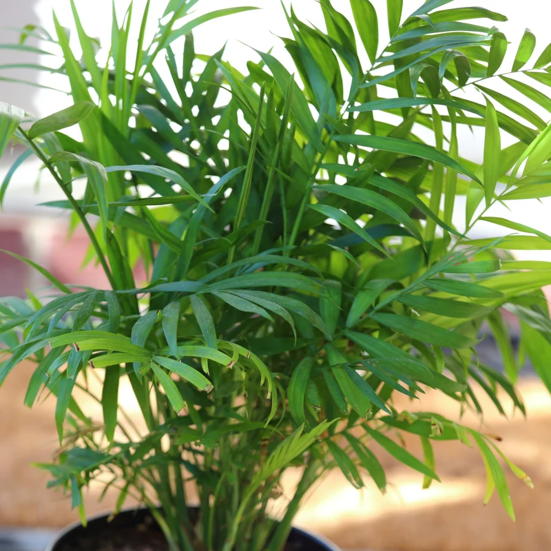 Chamaedorea cataractarum – Palmier 'Cat' (Palmier cascade)