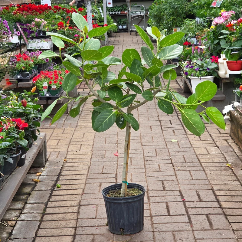 Ficus benghalensis 'Audrey' – Ficus 'Audrey' sur tige