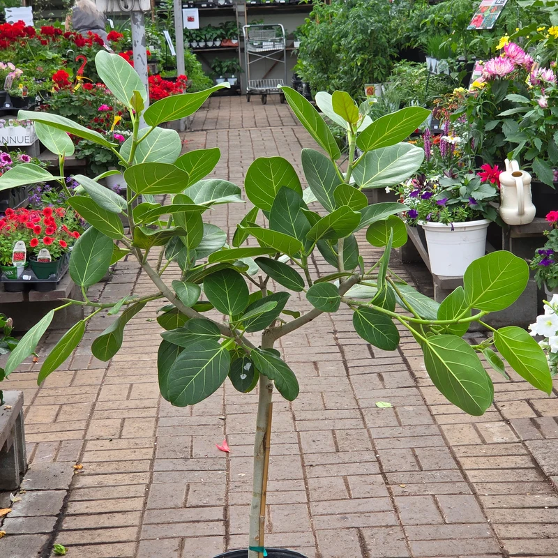 Ficus benghalensis 'Audrey' – Ficus 'Audrey' sur tige