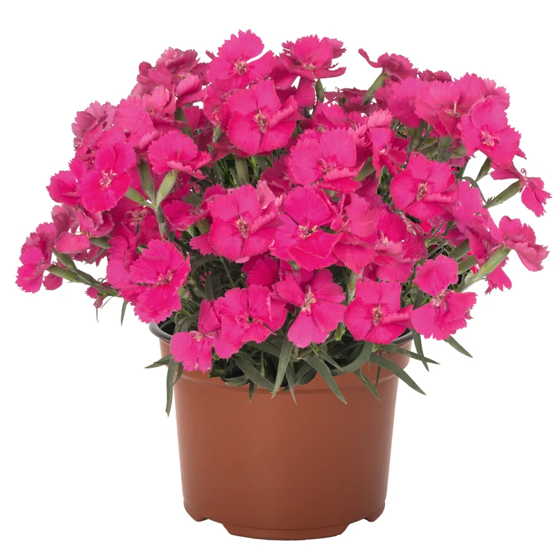 Dianthus x hybrida 'Mad Magenta' - Œillet 'Mad Magenta'