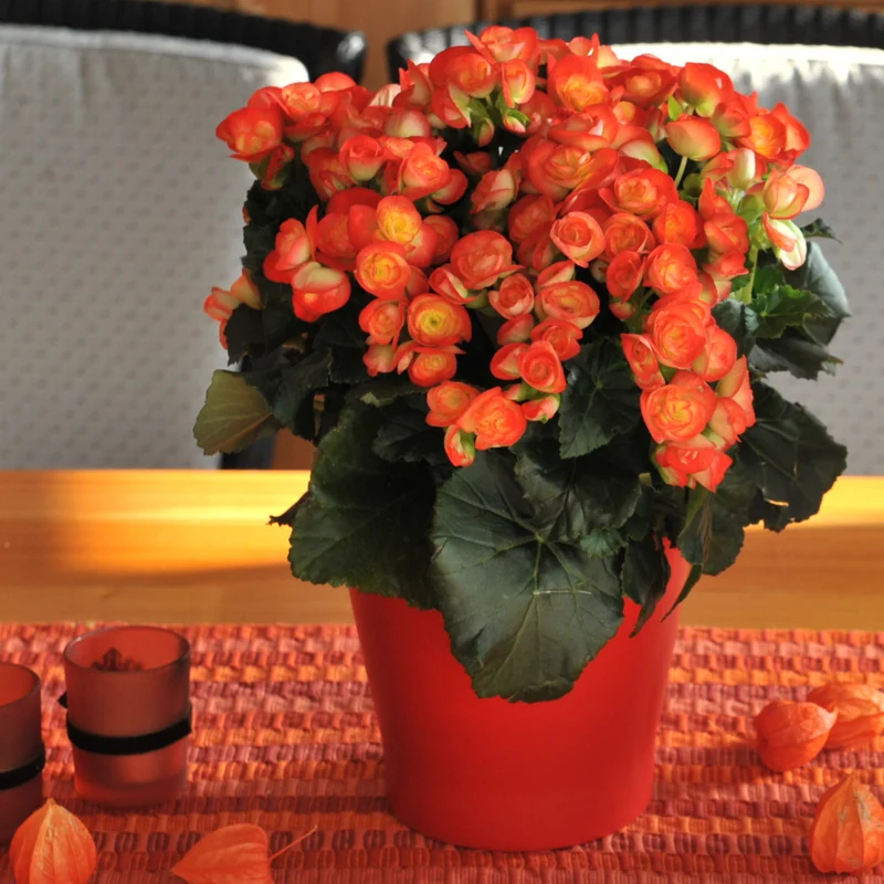 Begonia x hiemalis 'Amstel Carneval®' - Bégonia 'Amstel Carneval®' Rieger