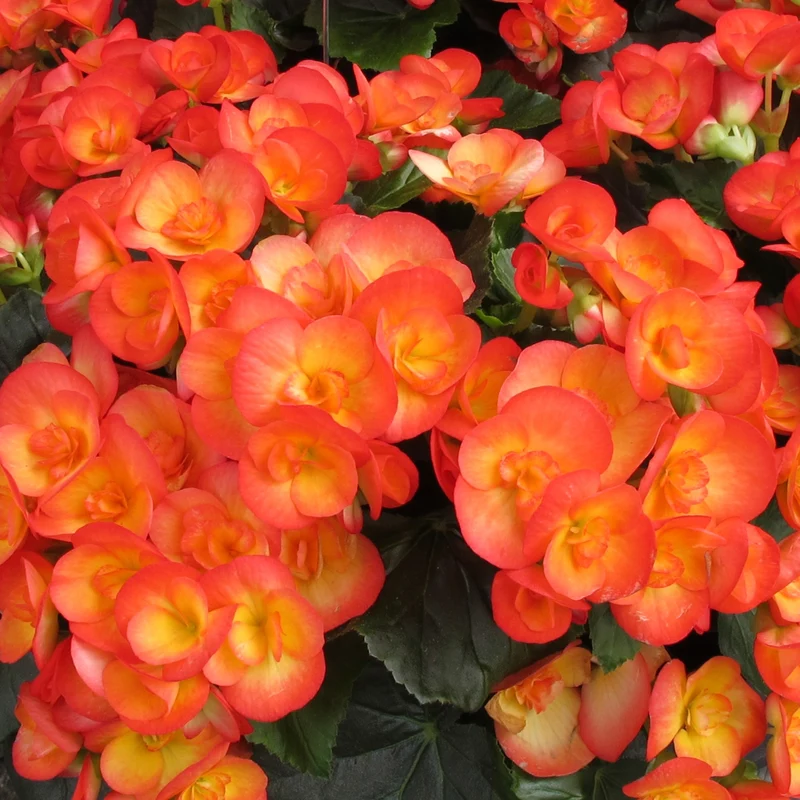 Begonia x hiemalis 'Amstel Carneval®' - Bégonia 'Amstel Carneval®' Rieger