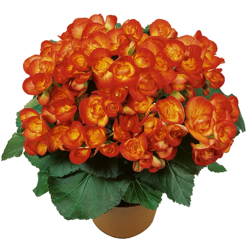 Begonia x hiemalis 'Amstel Carneval®' - Bégonia 'Amstel Carneval®' Rieger