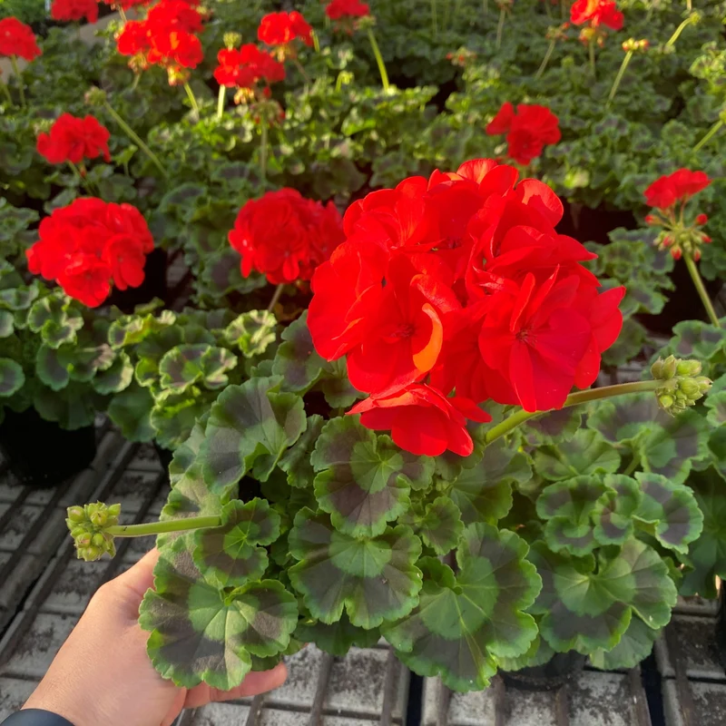 Pelargonium zonale RE-AL® - Pélargonium zonal RE-AL® ou Géranium double