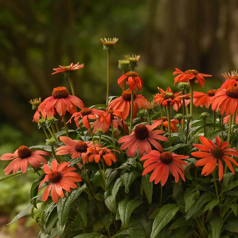 Echinacea Sombrero® 'Mandarin Mambo' - Échinacée Sombrero® 'Mandarin Mambo'
