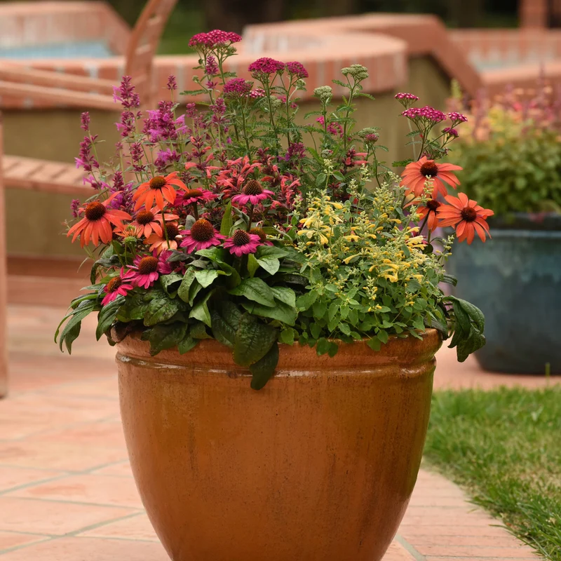 Echinacea Sombrero® 'Mandarin Mambo' - Échinacée Sombrero® 'Mandarin Mambo'