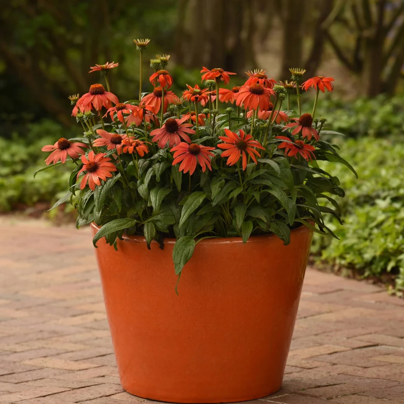 Echinacea Sombrero® 'Mandarin Mambo' - Échinacée Sombrero® 'Mandarin Mambo'