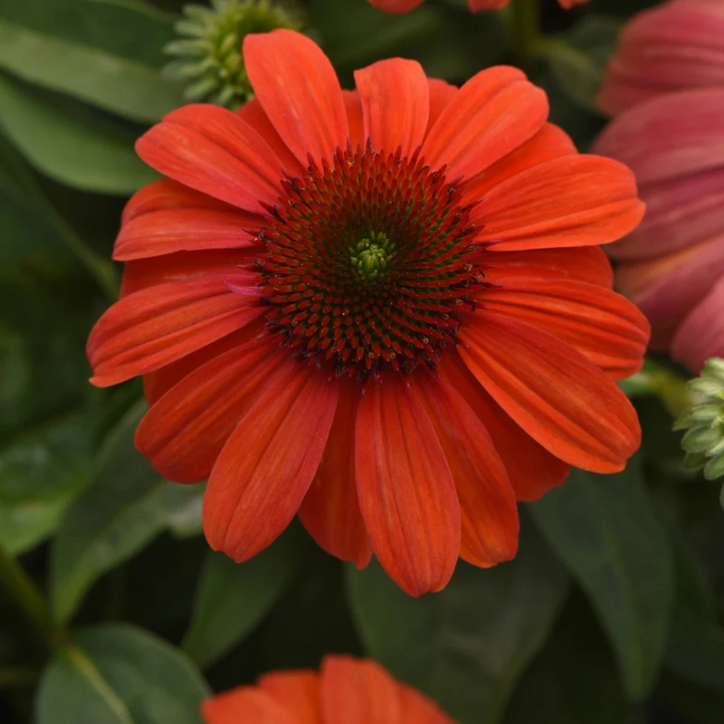 Echinacea Sombrero® 'Mandarin Mambo' - Échinacée Sombrero® 'Mandarin Mambo'