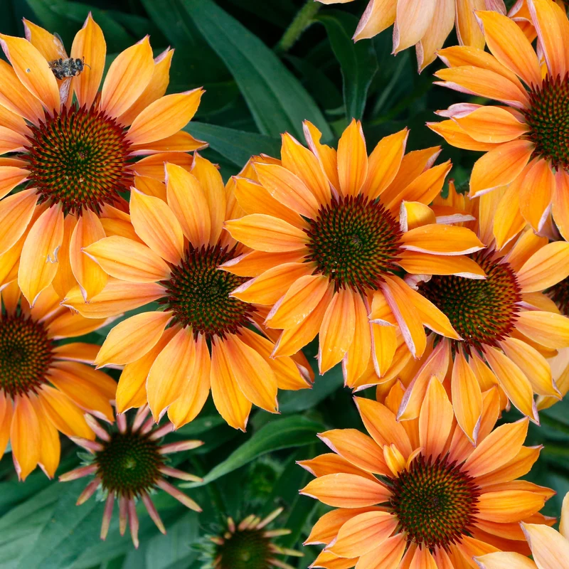 Echinacea PRIMA™ 'Ginger' – Échinacée PRIMA™ 'Ginger'
