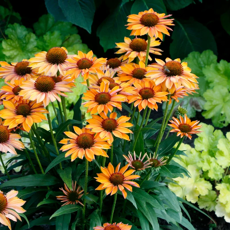 Echinacea PRIMA™ 'Ginger' – Échinacée PRIMA™ 'Ginger'