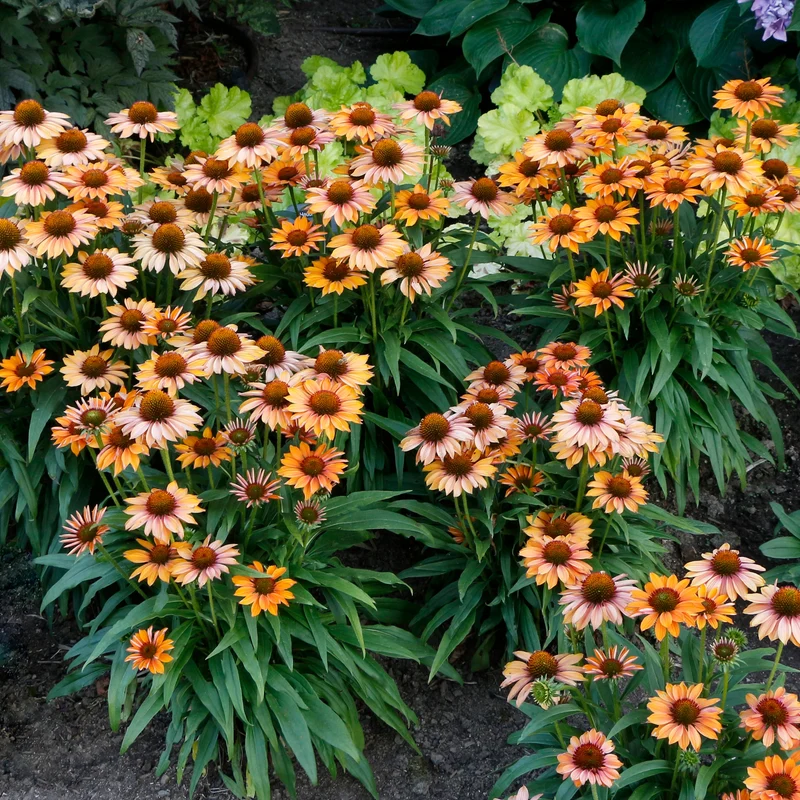 Echinacea PRIMA™ 'Ginger' – Échinacée PRIMA™ 'Ginger'